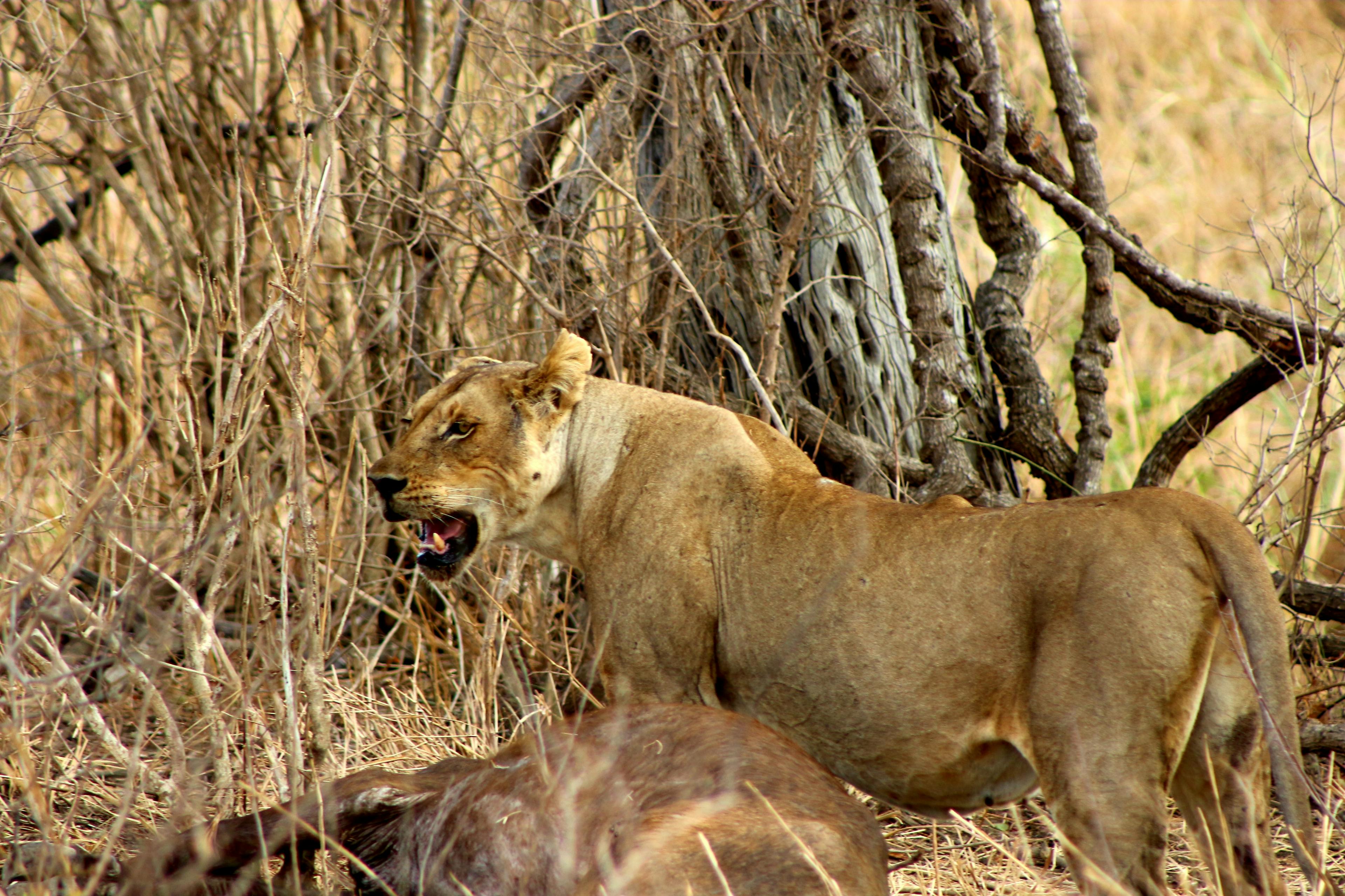 Safari Mikumi National Park